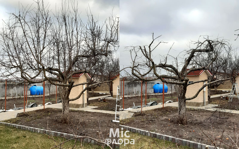 Фото 4 Как обрезать яблоню