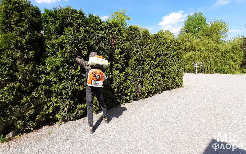 Фото 6 Обработка туй мотоопрыскиватель Stihl