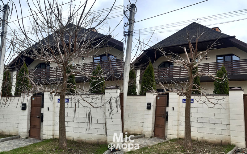 Фото 4 Понижение катальпы