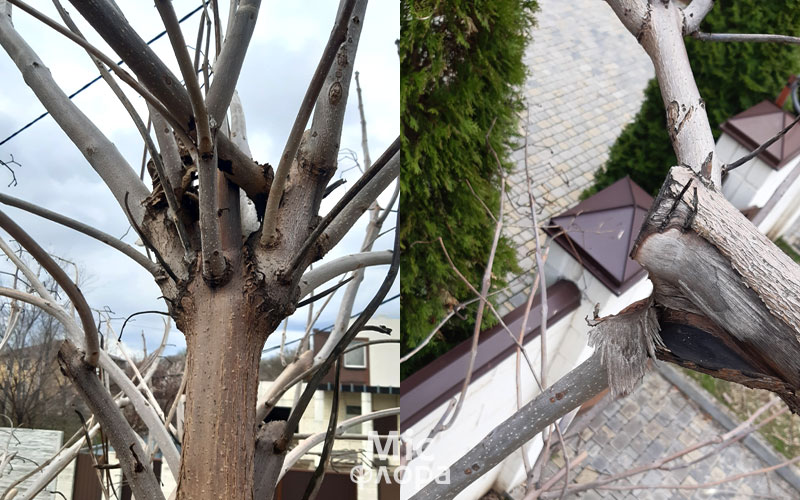 Фото 5 Волчки на катальпе