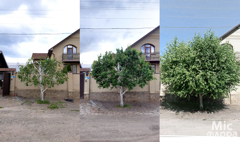 Фото 3 Береза после обрезки
